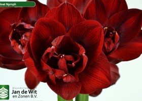 hippeastrum Velnym (2)